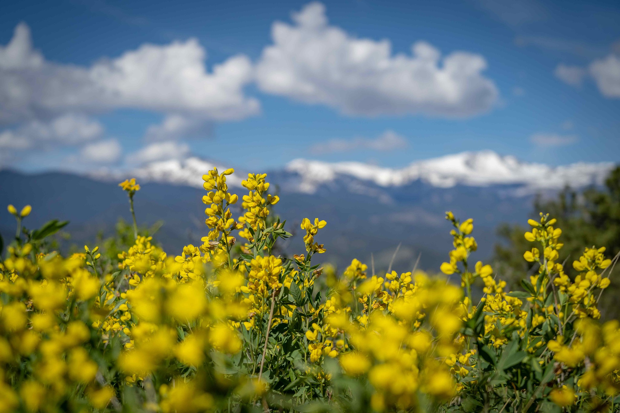Beautiful wild yellow flowers in front of a mountain view with blue skies.