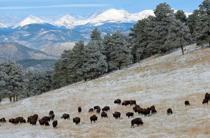 A bison herd grazes on a snowy hill with snow covered mountains in the distance.