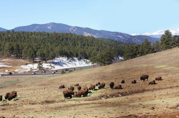Herd of bison in Genesee Park grazing with evergreen trees and mountains in the distance.