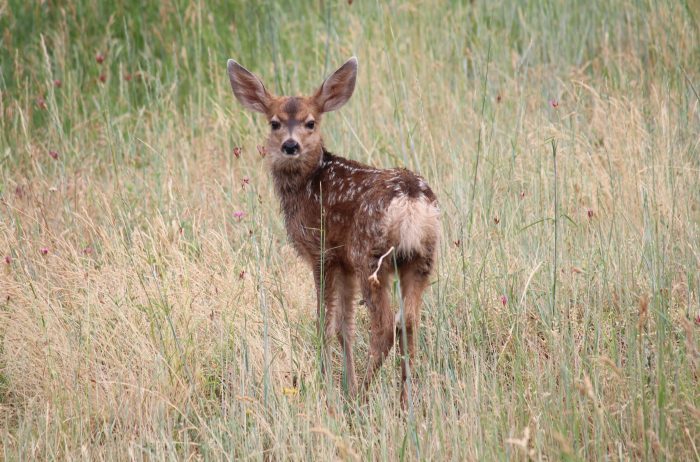 Fawn looking toward camera in a grassy field at Lookout Mountain Nature Center.