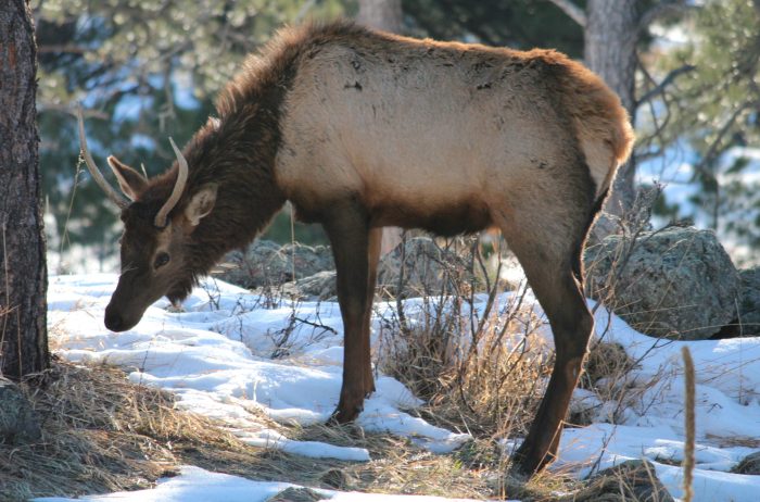 Elk in a snowy wooded area at the Lookout Mountain Nature Center in Colorado.
