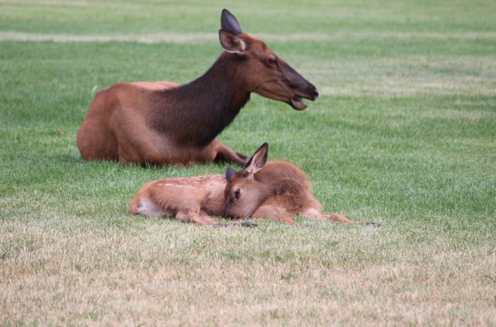 A mother and baby elk res on the grass in Evergreen, Colorado.