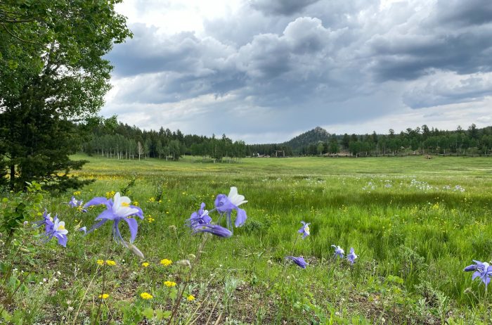 Field with stormy blue clouds and mountains in the distance.